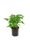 Videolu Kokulu Itır Bitkisi 1 Adet Saksılı 15-25cm Iç Mekan Teras Bitkisi Pelargonium Odoratissimum