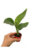Mini Saksıda Starliçe Cennet Kuşu Çiçeği Strelitzia Nicolai