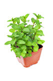 Videolu Mini Saksıda Nane Fidesi 1 Adet Saksılı/ Tüplü 10-15 Cm (MENTHA)