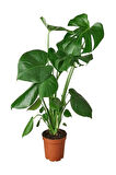 Videolu Deve Tabanı Bitkisi 1 Adet Saksılı 60-100cm Iç Mekan Salon Ofis Bitkisi (MONSTERA DELİCİOSA)