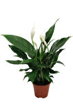 Videolu 1 Adet Beyaz Barış Çiçeği 50-70 Cm Saksılı Iç Mekan Bitkileri Spathiphyllum