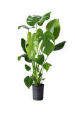 Videolu Deve Tabanı Bitkisi 1 Adet Saksılı 70-100cm Iç Mekan Salon Ofis Bitkisi (MONSTERA DELİCİOSA)