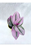 Çok Avantajlı Serada Decor&plant Pembe Telgraf Çiçeği Tradescantia Nanouk 5.5 Cm Saksı