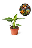 Mini Saksıda Starliçe Cennet Kuşu Çiçeği 15-25 Cm