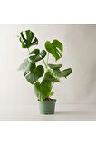 Monstera Deliciosa Deve Tabanı Büyük Ve Dolgun Boy 90 - 110 Cm