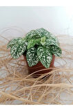 Hypoestes Phyllostachya - Hostes Çiçeği Beyaz