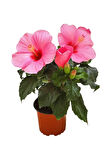 Japon Gülü Hibiscus Pembe Renk Çiçekli Kalın Yapraklı Ithal Iç Mekan Bitkisi