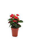 Videolu Ithal Milli Dikenler Tacı Kırmızı Çiçekli 1 Adet Saksılı 20-30cm Salon Bitkisi ( Euphorbia)