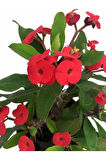 Videolu Ithal Milli Dikenler Tacı Kırmızı Çiçekli 1 Adet Saksılı 20-30cm Salon Bitkisi ( Euphorbia)