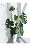 Deve Tabanı Bitkisi - Monstera Deliciosa-ithal 35-50 Cm Dolgun Formlu Iç Mekan