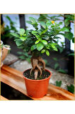 Bonzai Fidanı Saksılı 20 cm 40 cm