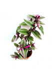 Tradescantia Nanouk Pembe Telgraf Çiçeği Ithal 12.cm.büyük Boy Saksıda
