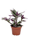 Tradescantia Nanouk Pembe Telgraf Çiçeği Ithal 12.cm.büyük Boy Saksıda