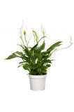 Spatifilyum Barış Çiçeği Spathiphyllum Bellini