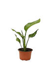 Mini Saksıda Starliçe Cennet Kuşu Çiçeği 15-25 Cm