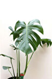 Monstera Deliciosa Deve Tabanı Bitkisi 40-50 Cm Iç Mekan Bitkisi Ofis Bitkisi