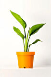 Strelitzia Nicolai 'starliçe' - Beyaz Cennet Kuşu Çiçeği - Ev Ofis Salon Iç Mekan Bitkisi - 40 Cm