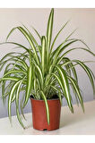 Bol Köklü Dolgun Kurdele Çiçeği (Chlorophytum Comosum) 20-40cm