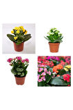 Kalanchoe Çiçeği Kalanşo Emel Hanım Karışık Renkli 3 lü Set Saksılı Sarı Pembe Turuncu