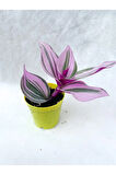Serada Decor&plant Pembe Telgraf Çiçeği Tradescantia Nanouk 5.5 Cm Saksı