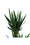 Serada Decor&plant Yucca Bitkisi 2 Gövdeli Yuka Bitkisi Avize Çiçeği 80 100 Cm Ev Salon Bitkisi