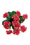 Kalanchoe - Kalanşo Çiçeği (KIRMIZI ÇİÇEKLİ)