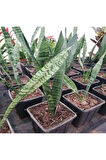 Mini Paşa Kılıcı Sansevieria [30-40cm]