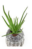 Bol Yavrulu Aloe Vera Bitkisi 40-60 Cm