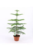 Salon Çamı Arokarya Araucaria 60-80 Cm (ev Bitkisi Ofis Bitkisi Salon Bitkisi)