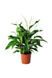 Barış Çiçeği Spathiphyllum Sokak Lambası Ev Bitkisi Ofis Barış Çiçeği 50-80 Cm