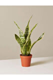 Sansevieria Laurentii Superba Bodur Paşa Kılıcı ( Kılıç Çiçeği)