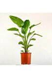 Strelitzia Starliçe Cennet Kuşu Bitkisi 70-90 CM Tek Gövde Salon Ofis Ev İç Mekan Bitkisi