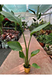Starliçe Cennet Kuşu Strelitzia 60-90 Cm
