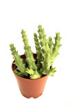 Özel Leş Çiçeği Iç Mekan Kaktüs Salon 5.5cm