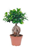 Bonsai 25 -30cm Canlı Ev Salon Bitkisi Ofis Bitkisi
