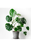 Deve Tabanı Bitkisi 90 110 Cm Monstera Deliciosa
