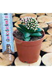 Crassula Springtime Katlı Çiçek Açan Sukulent Bitkisi