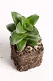 Mum Hoya Çiçeği Iç Mekan Ve Balkonda Bakılır Minik 5.5cm /şuan Çiçeksizdir
