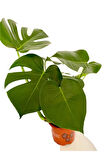 Monstera Deliciosa Deve Tabanı Xl Büyük Boy 90 - 100 Cm