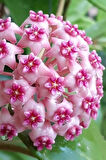 Mum Çiçeği Dantelli Pembe 10-15cm Ev Salon Bitkisi