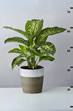 Dieffenbachia Tropik Snow - Difenbahya Canlı Salon Bitkisi 40 - 60 cm