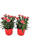 Mis Kokulu 4 Adet Karanfil Çiçeği Bodur Tür Dianthus Çiçekli Bitki 15-25cm