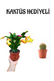 Sevgililer Gününe Özel Sarı Renk Yılbaşı Çiçeği-Kaktüsü KAKTÜS HEDİYELİ