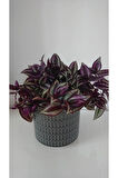 Çok Avantajlı Telgraf Çiçeği Askılı Saksı Tradescantia Zebrina Çiçeği