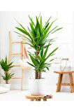 Kampanyalı Çiçeği (yucca) 2'li Dikim