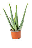 Dolgun Formlu Aloevera 1 Adet Saksılı ( 13 Cm Saksıda) ( 25-30 Cm Arasında )