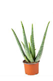 Dolgun Formlu Aloevera 1 Adet Saksılı ( 13 Cm Saksıda) ( 25-30 Cm Arasında )