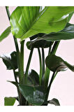 Starliçe Cennet Kuşu Strelitzia İç Mekan Salon Çiçeği 50-70cm
