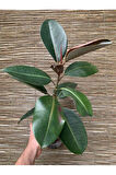 Kauçuk Bitkisi Yeni Açmış Yapraklı Gerçek Canlılık 20-45cm Ficus Elastica