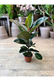 Kauçuk - Ficus Elastica Robusta Canlı Salon Bitkisi 20-45cm